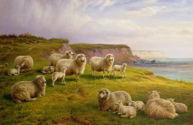 Sheep on a Dorset Coast